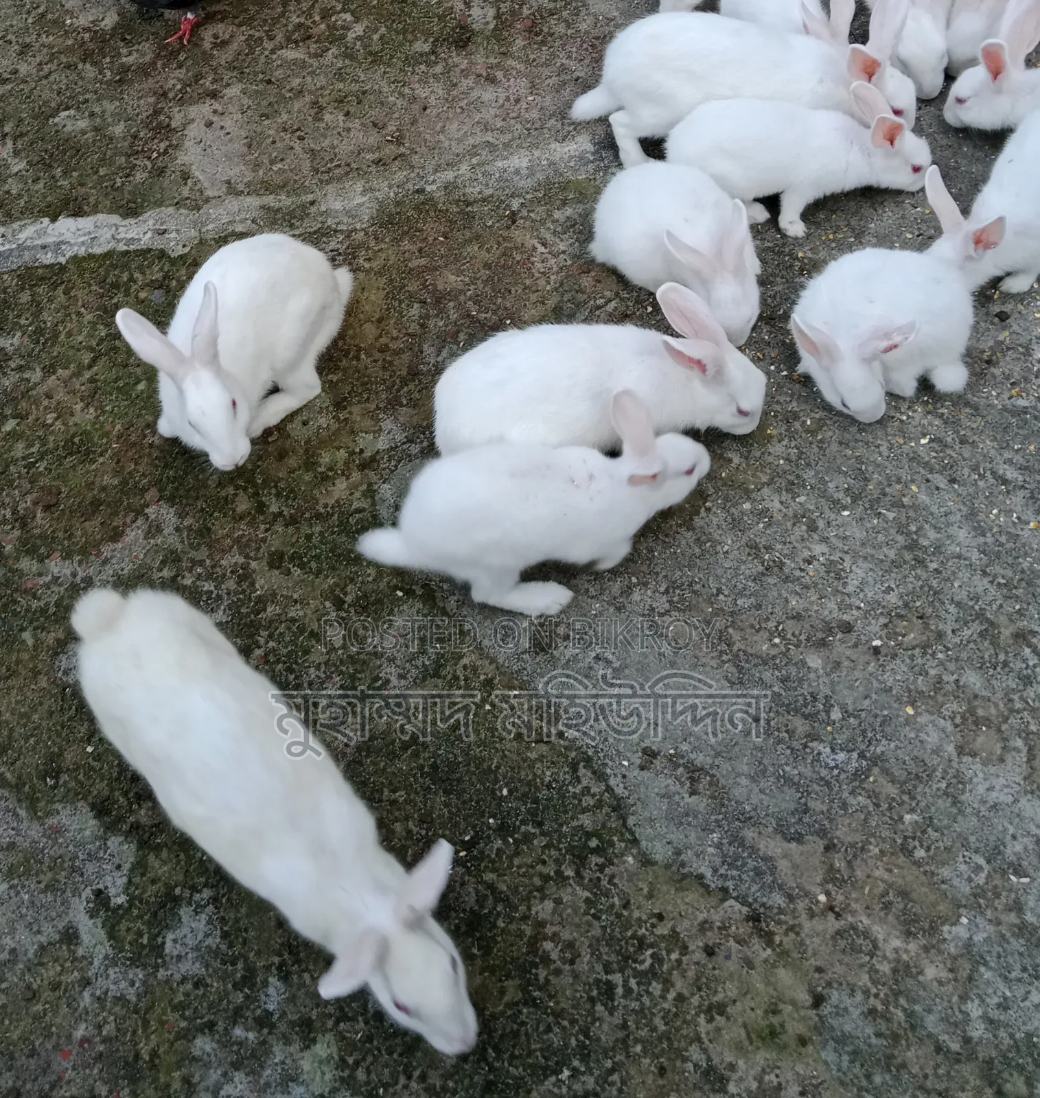 খরগোশ বিক্রি করা হবে