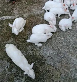 খরগোশ বিক্রি করা হবে