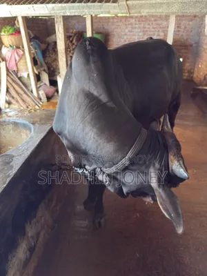 শতভাগ দেশী ষাড়