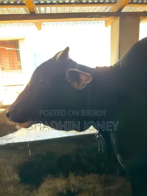 শতভাগ দেশী ষাড়