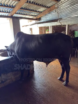 শতভাগ দেশী ষাড়
