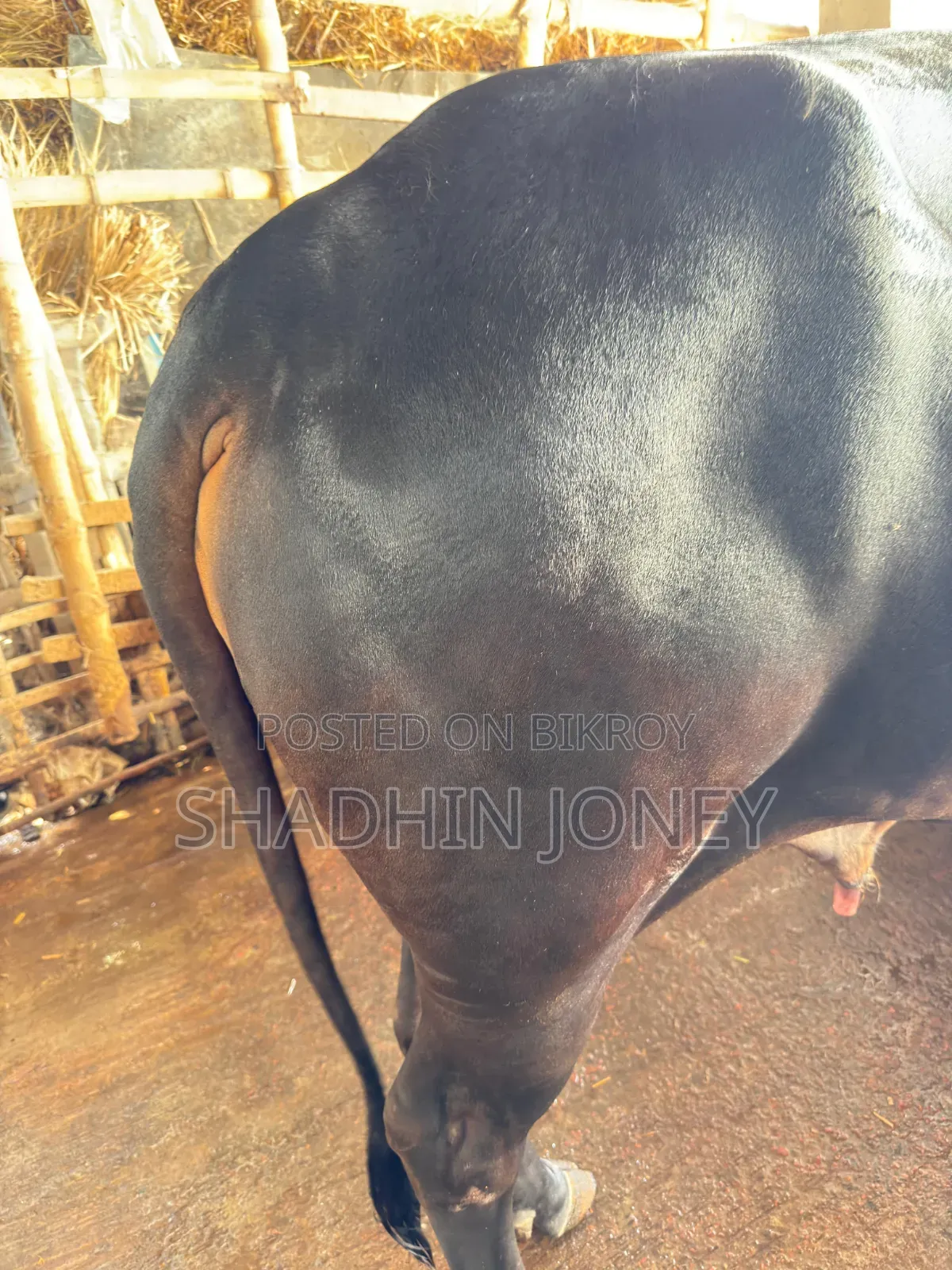 শতভাগ দেশী ষাড়