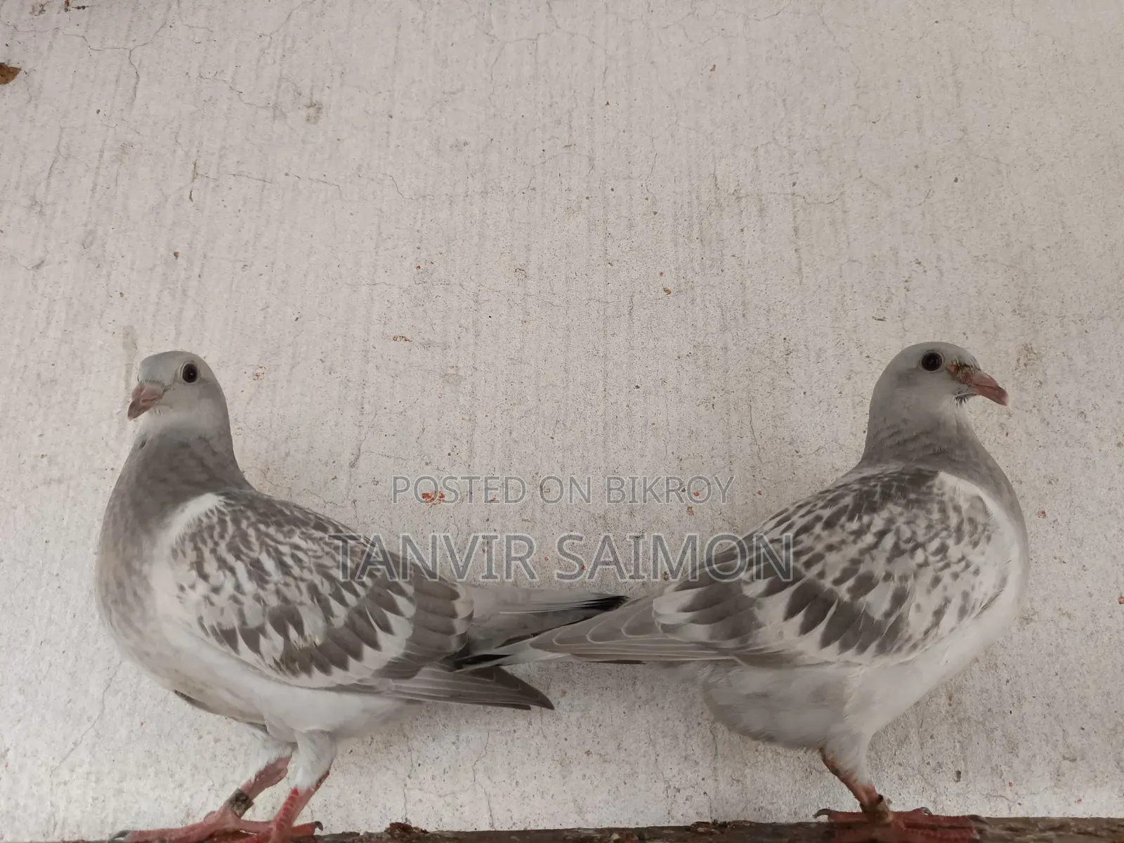 Silver Racer Chicks