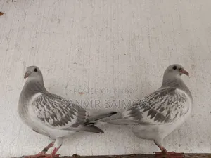 Silver Racer Chicks