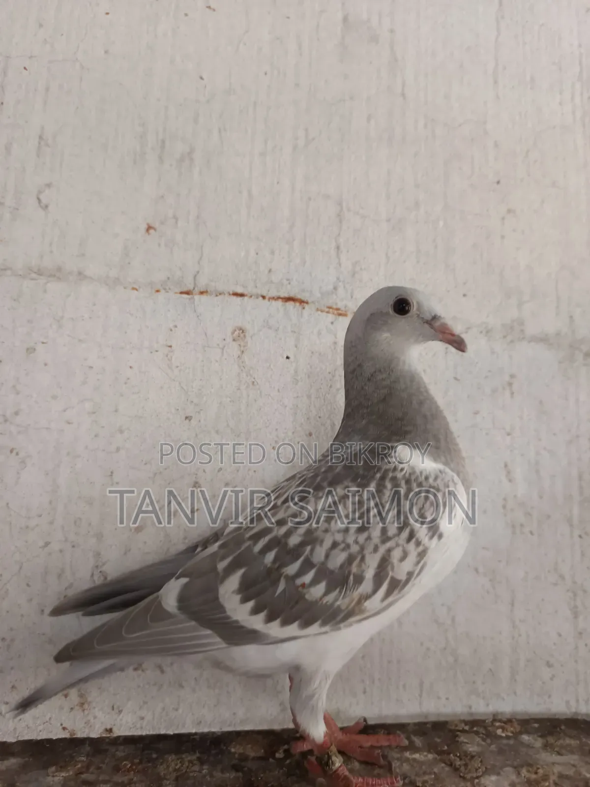 Silver Racer Chicks