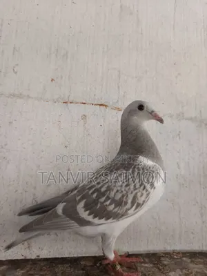 Silver Racer Chicks