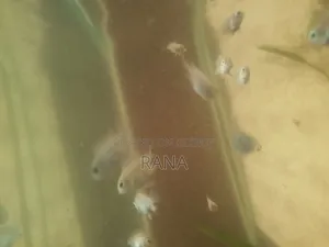 ফাইটার ফিশ