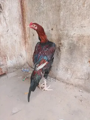 2 pieces of Asil/Shorali roosters and 2 pieces of Asil hens for sale