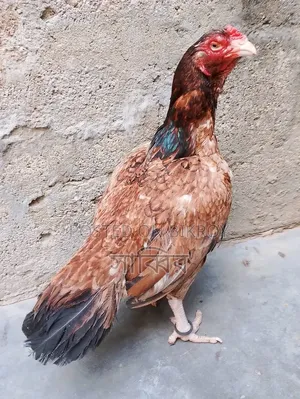 2 pieces of Asil/Shorali roosters and 2 pieces of Asil hens for sale