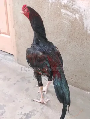 2 pieces of Asil/Shorali roosters and 2 pieces of Asil hens for sale