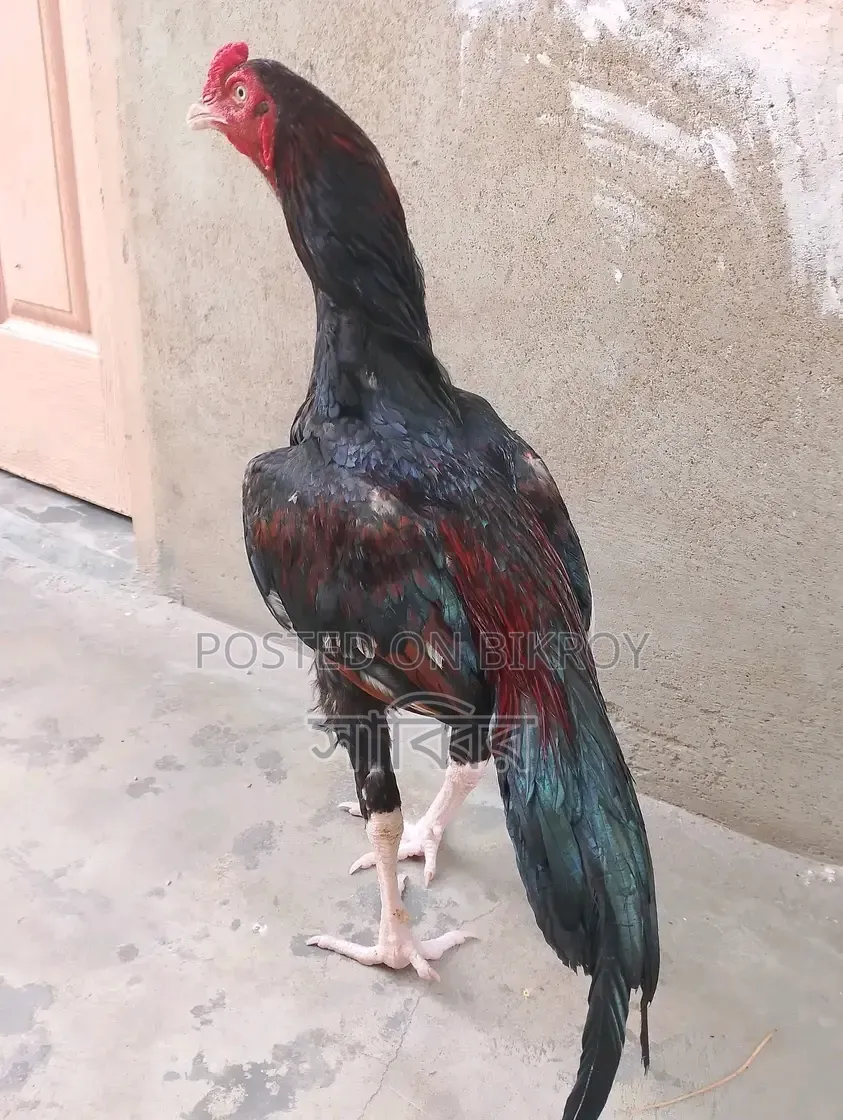 2 pieces of Asil/Shorali roosters and 2 pieces of Asil hens for sale