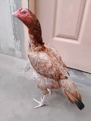 2 pieces of Asil/Shorali roosters and 2 pieces of Asil hens for sale