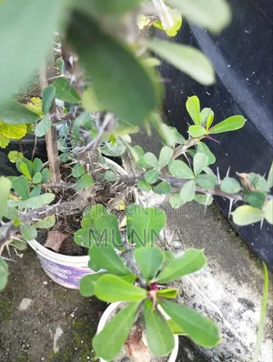 গাছ বিক্রিকরা হবে।