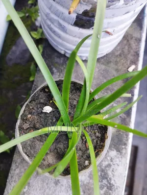 Plants for sale.