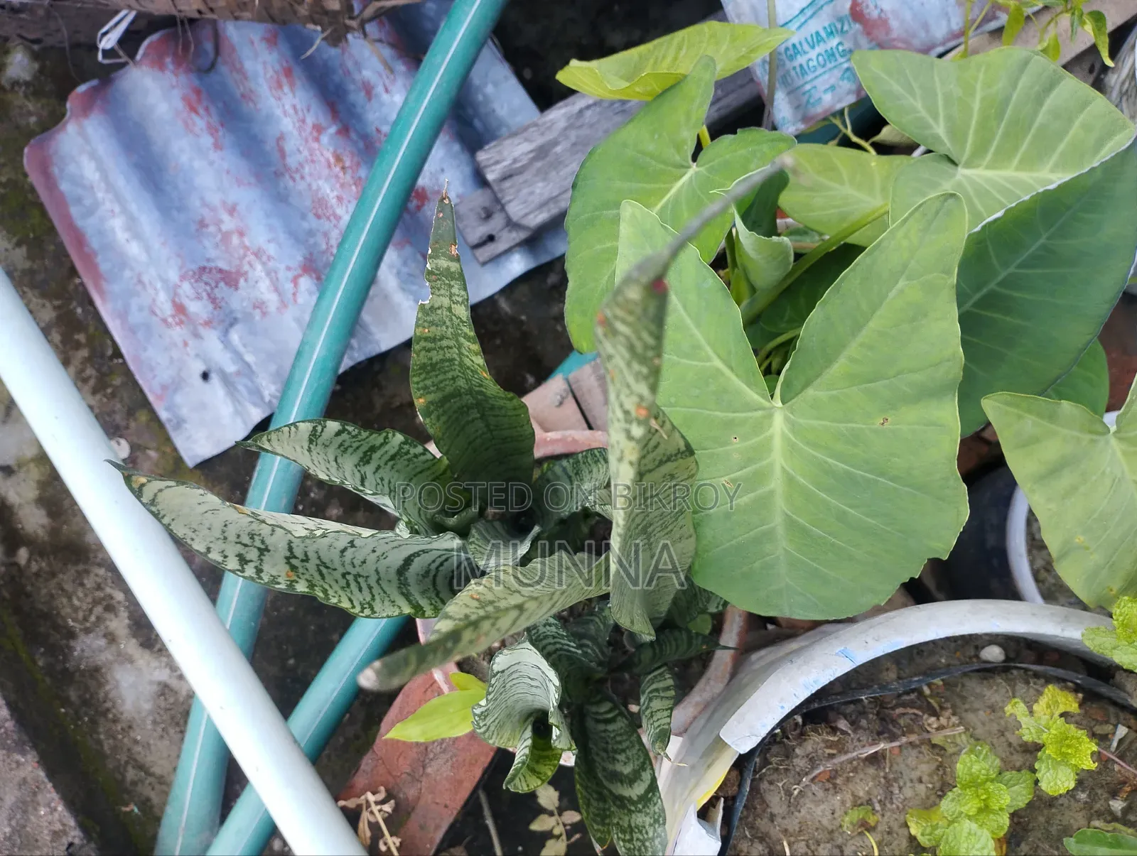 Plants for sale.