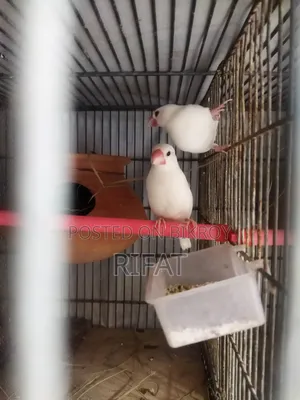 Java, Rainbow Bird