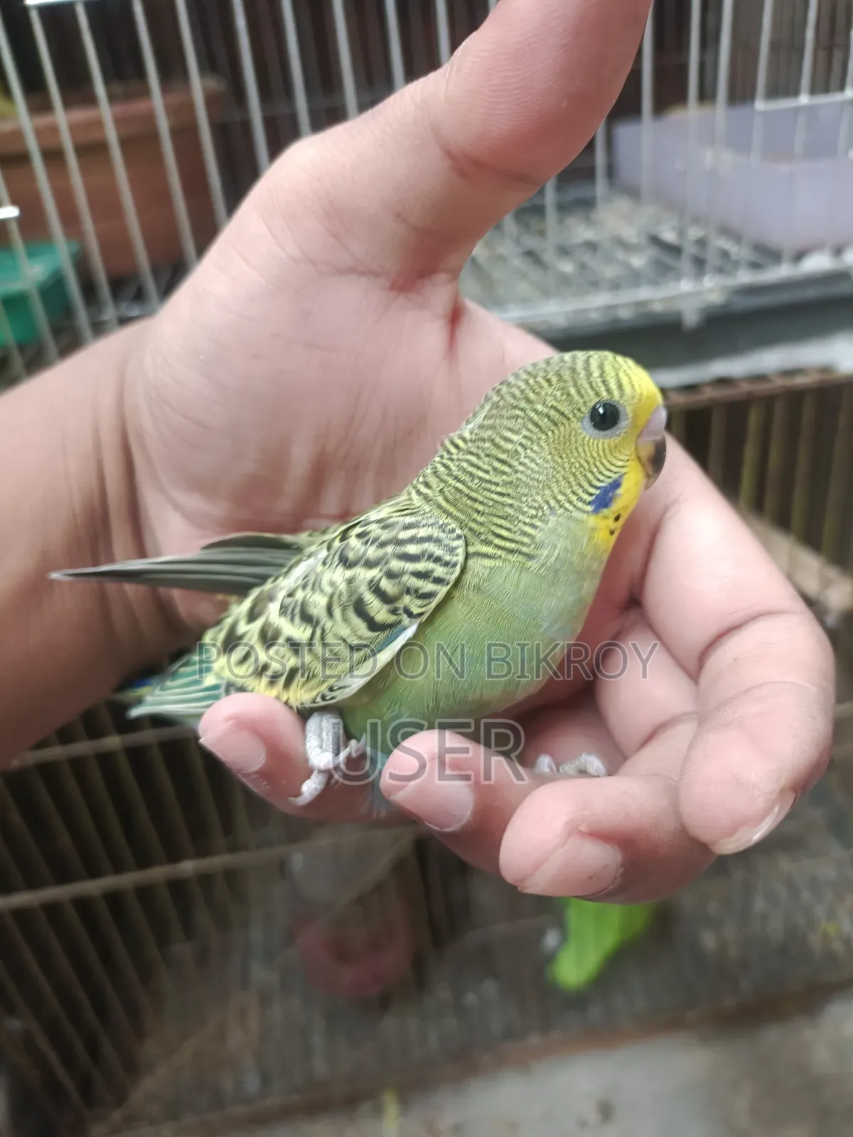 বাজারিকা পাখি
