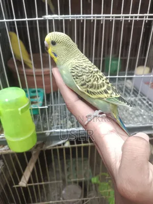 বাজারিকা পাখি