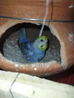 Java, Rainbow Bird