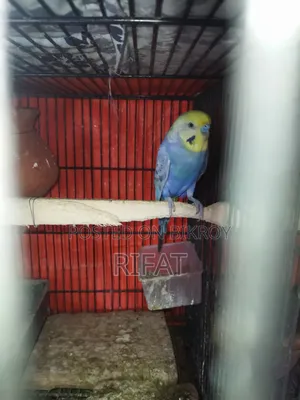 Java, Rainbow Bird