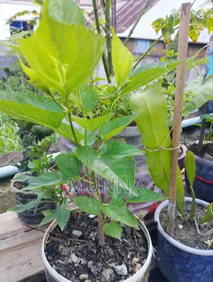 মালভারি চারা।