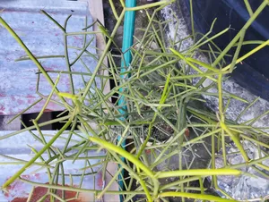 Mulberry Sapling