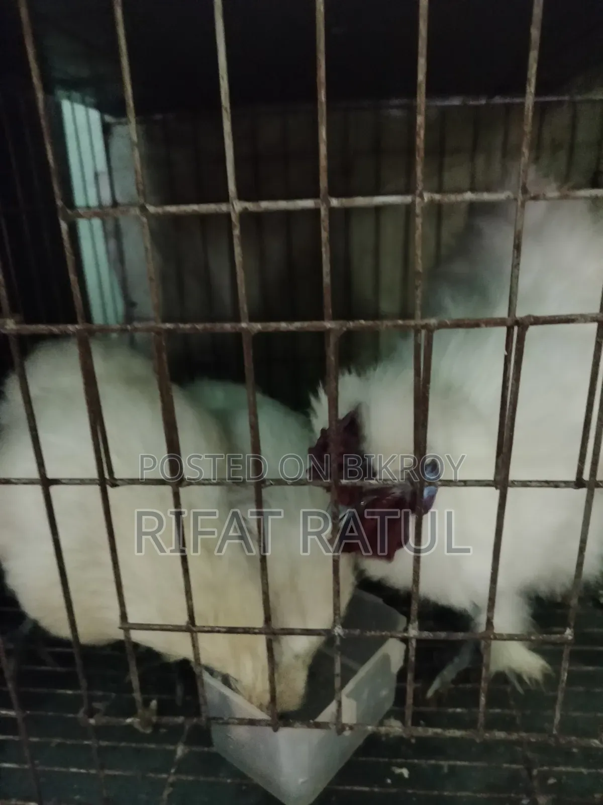 Running Egg-Laying Silkie Chicken