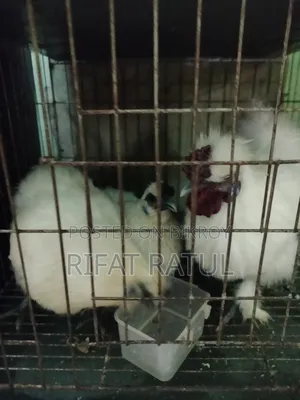 Running Egg-Laying Silkie Chicken