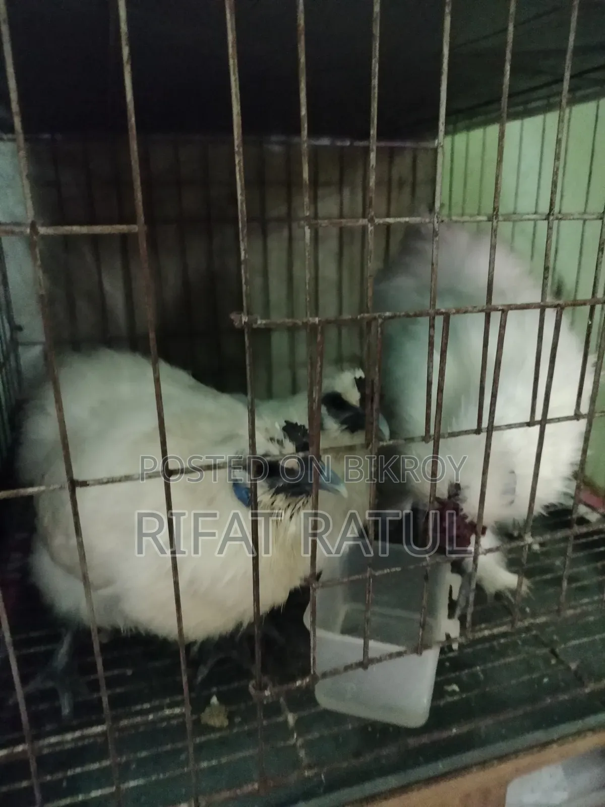Running Egg-Laying Silkie Chicken
