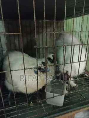 Running Egg-Laying Silkie Chicken