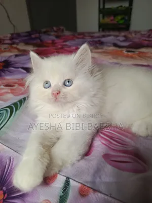 ১-৩ মাসের পুরুষ পিওরব্রেড পার্সিয়ান বিড়াল