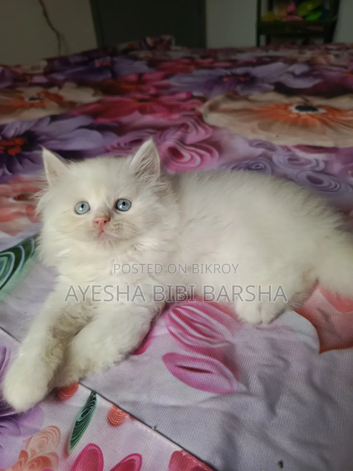 1-3 Months Male Purebred Persian