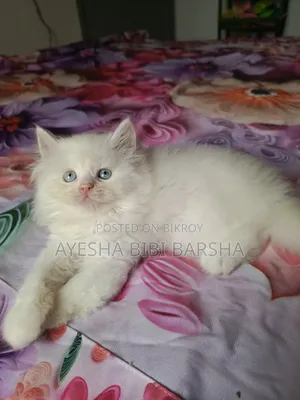 1-3 Months Male Purebred Persian