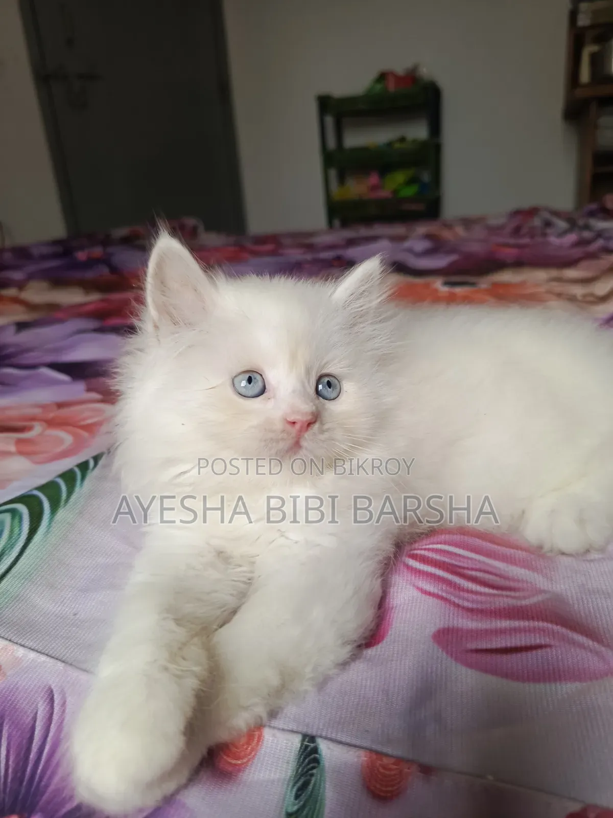 1-3 Months Male Purebred Persian