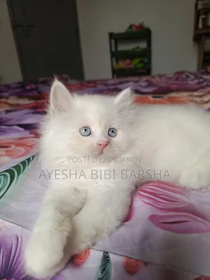 1-3 Months Male Purebred Persian