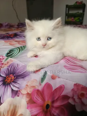 1-3 Months Male Purebred Persian