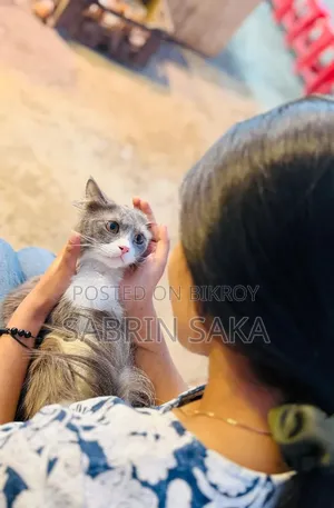 1+ Year Male Purebred Persian