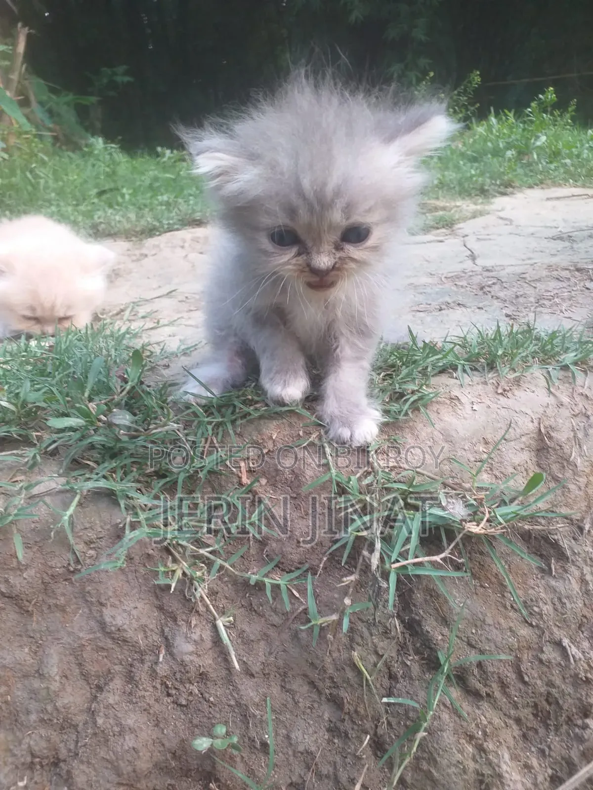 1-3 Months Female Purebred Persian