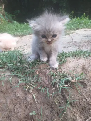 1-3 Months Female Purebred Persian