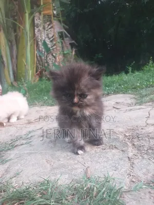 1-3 Months Female Purebred Persian