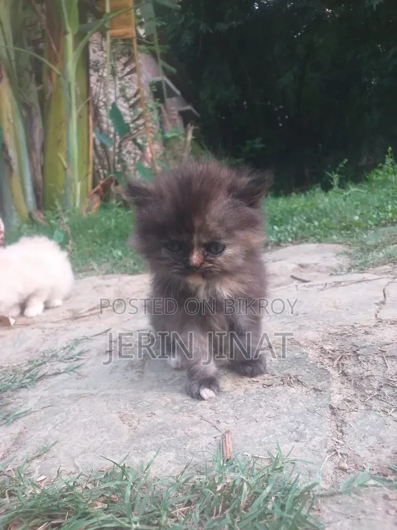 1-3 Months Female Purebred Persian