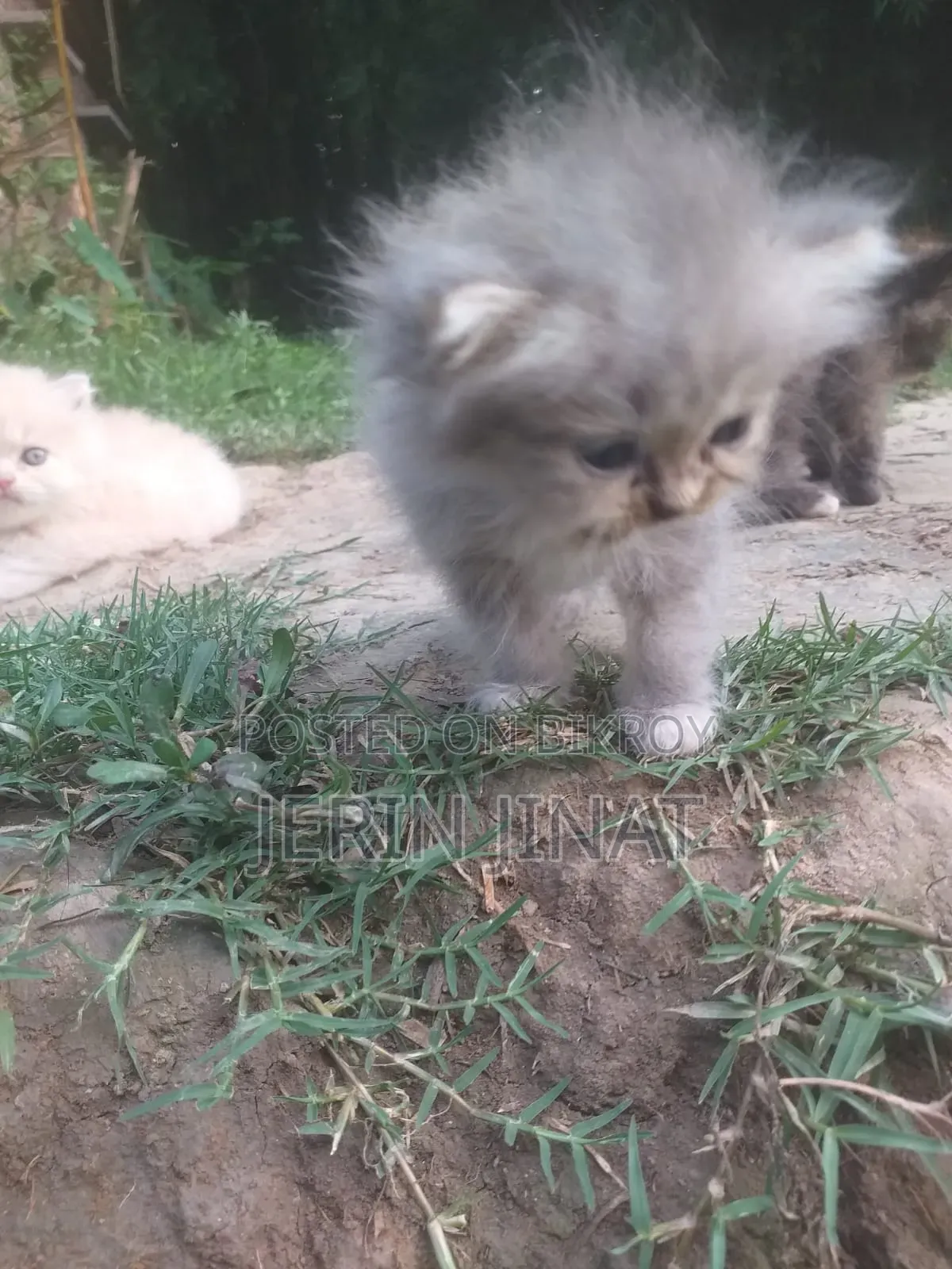 1-3 Months Female Purebred Persian