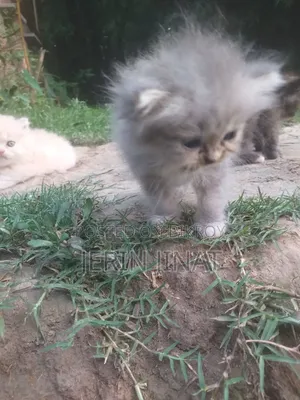 1-3 Months Female Purebred Persian