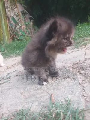 1-3 Months Female Purebred Persian