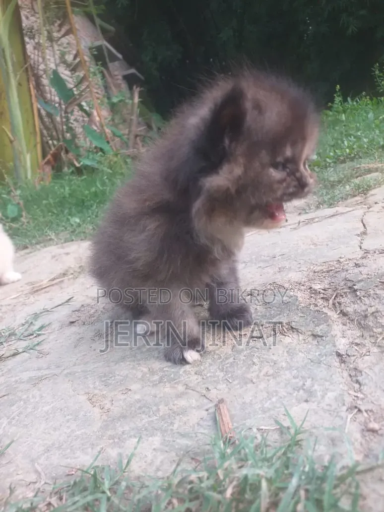 1-3 Months Female Purebred Persian
