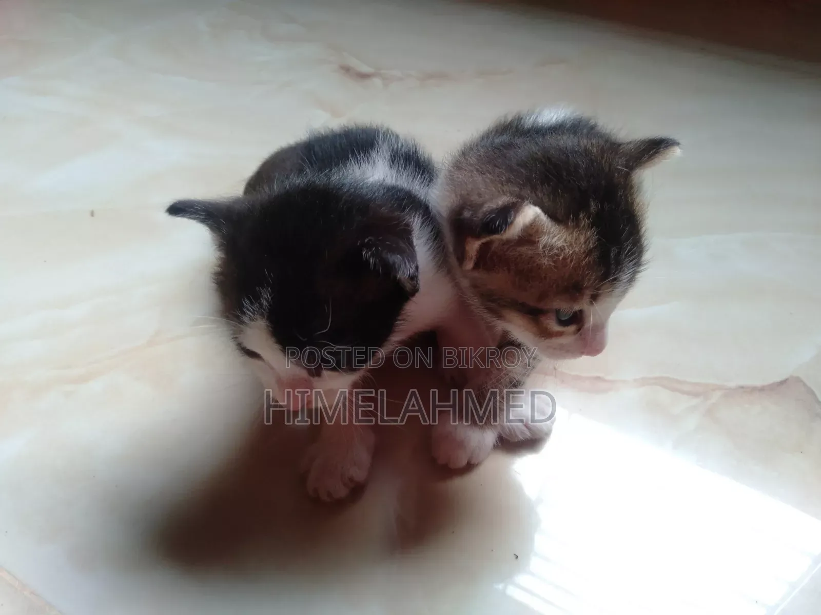 ১-৩ মাস বয়সী ফিমেল মিক্সড ব্রিড বেঙ্গল বিড়ালছানা