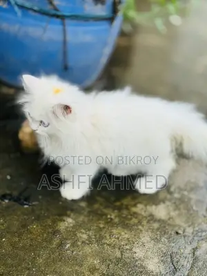 1-3 Months Male Purebred Persian