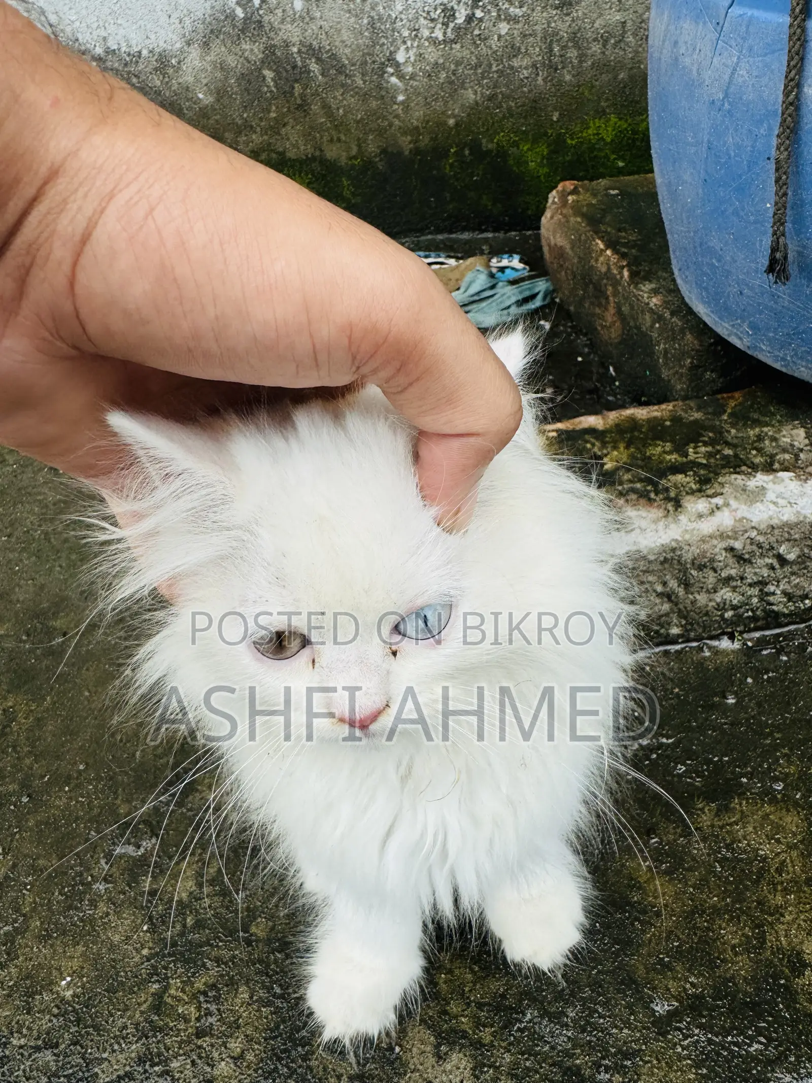 1-3 Months Male Purebred Persian