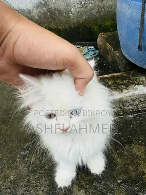 1-3 Months Male Purebred Persian