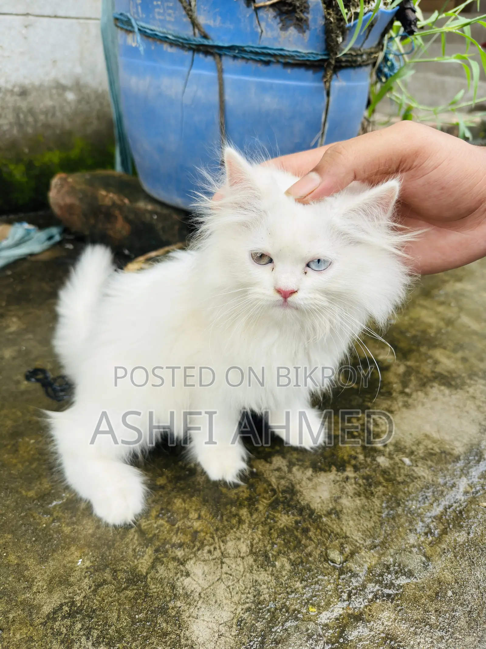 1-3 Months Male Purebred Persian